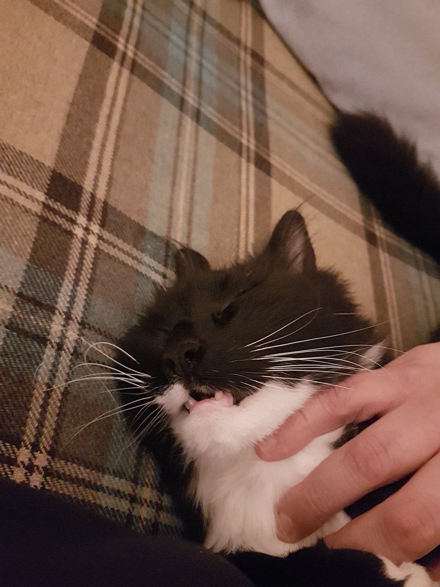 strypee24's tweet photo. Jesus christ. Tories all over the place. A picture of my cats teeth might help?  #catsteeth #neeps #tatties https://t.co/qj2MzuAG8d