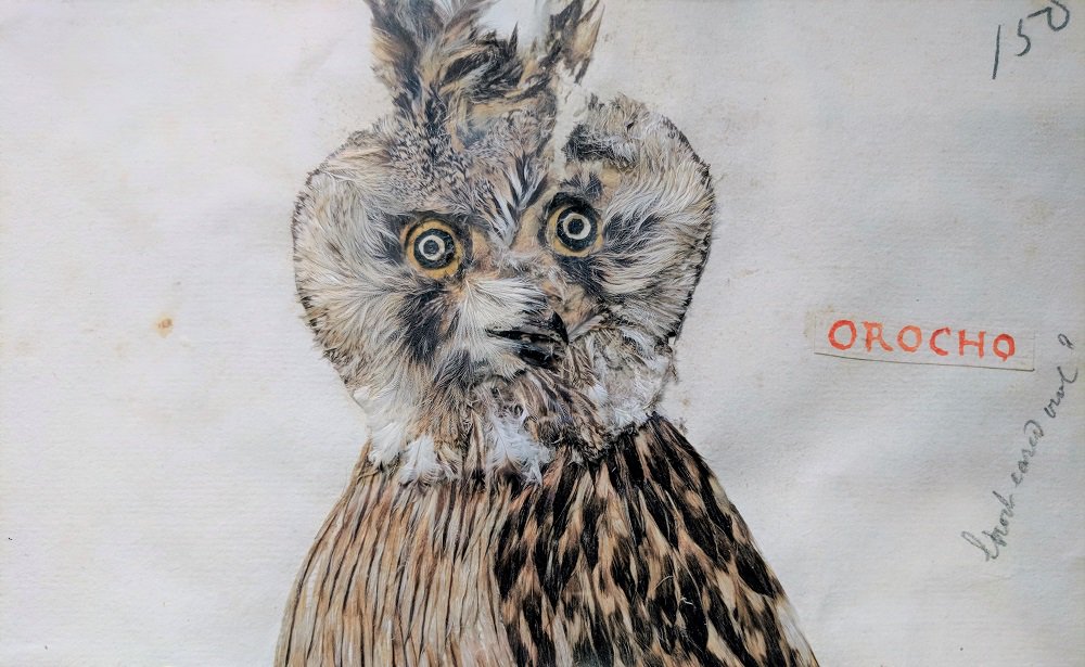 McGill_Rare's tweet photo. A #featherbook for #feathursday.
Dionision Minaggio's amazing volume "Il Bestiario Barocco" is a collection of illustrations made completely of bird feathers - with a few added extras! #owls #featherwork #LongearedOwl #Asiootus  https://t.co/9iKpRXwB4Q https://t.co/sB03wHCAco