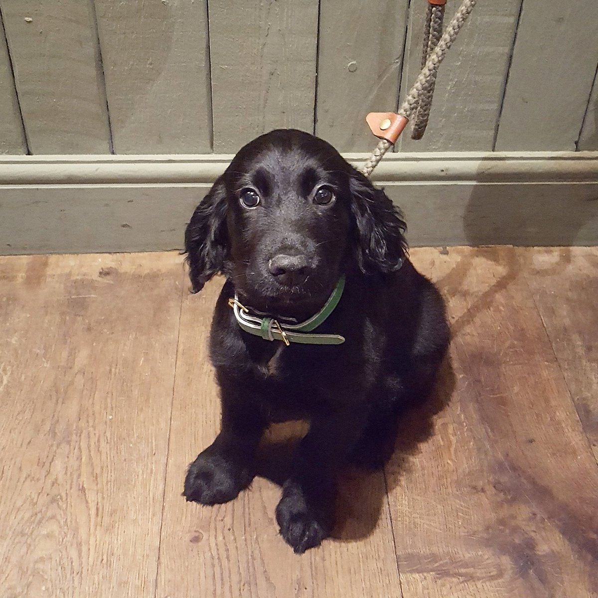 13 week old cocker spaniel puppy