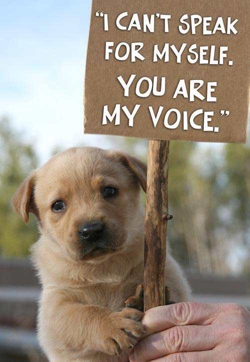 humanAn1mal5's tweet photo. “The greatness of a nation and its moral progress can be judged by the way its animals are treated.” - Gandhi #portergov18 #StopAnimalCruelty https://t.co/1fimqtBDnq
