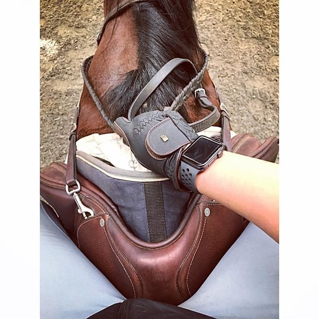 View from the 🔝
#ogilvyequestrian #ogilvyhalfpad #halfpad 
"Best Lesson to date on my favourite Bay around" #📷 @schlitz_13