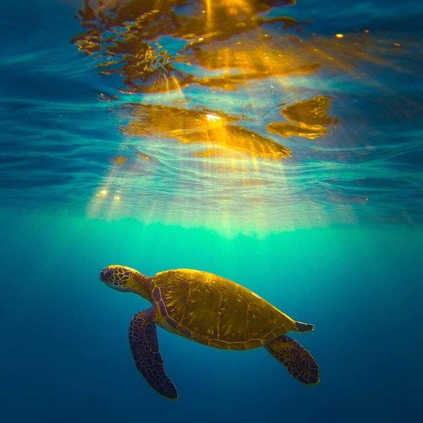 SeaBeastGear's tweet photo. 😘 Golden Turtle 
#seabaest #turtle #beach https://t.co/BAzHLfT8we