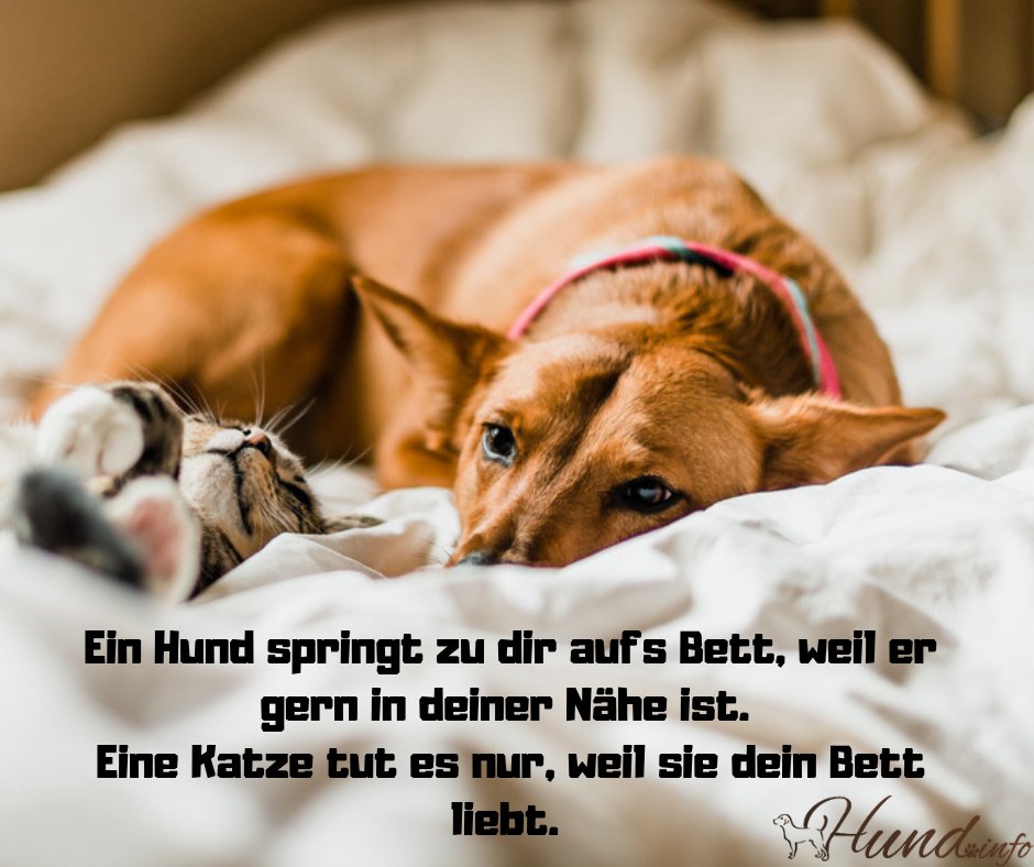 Katze Bild Hund Und Katze Westfalenhalle Dortmund