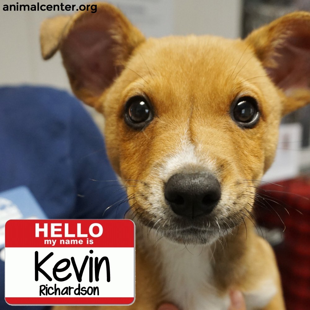 HWAC's tweet photo. October 3 is #NationalKevinDay. To celebrate, all adoptable pups have been named after famous Kevins! https://t.co/JS2Qs5k5hq (Tag a Kevin in your life!) #HugAKevinDay https://t.co/hA5xjrcYJu