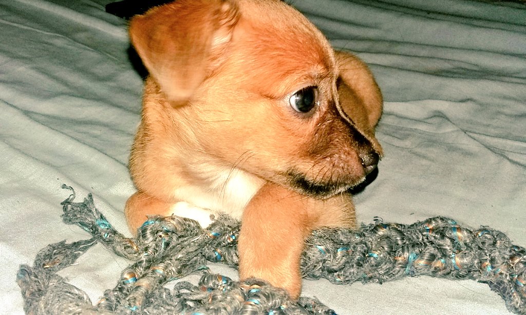 cenitagitana's tweet photo. Me llamo Tail(15391), tengo 1 mes. Soy un bebe muy juguetón, me encanta dar lametones, duermo toda la noche, aprendo super rápido . Busco a mi familia con la que compartir una vida llena de amor Email:acogida@protectoramalaga.com https://t.co/gEjziX5Pvj