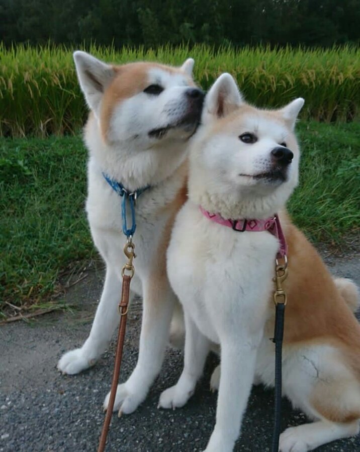 88THJY's tweet photo. #ORION Faz um tempo que não mostro Aki e Nuri, né? Eles estão ótimos é um lindo e unido casal que tenho a honra de cuidar e dar carinho. É muito bonito como eles cuidam e amam um ao outro. https://t.co/790RBygHXf