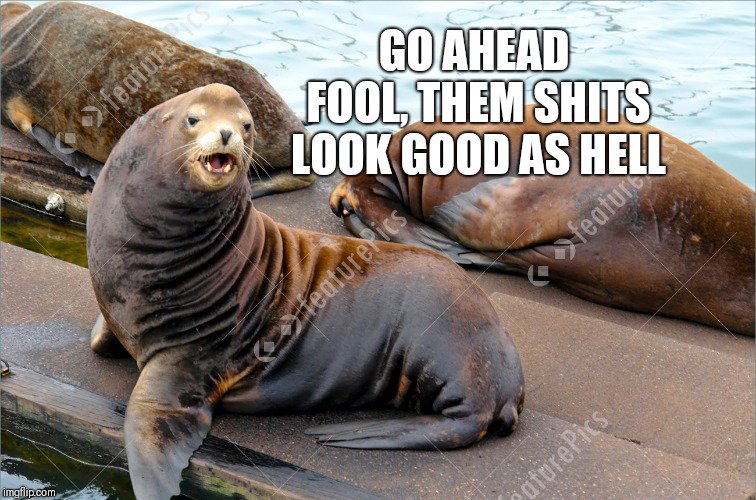 cbowdarealis tweet media