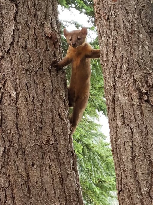 ForestServiceNW's tweet photo. “Our task must be to free ourselves by widening our circle of compassion to embrace all living creatures & the whole of nature in its beauty.”-Albert Einstein #WednesdayWisdom https://t.co/cwZxEiilE8