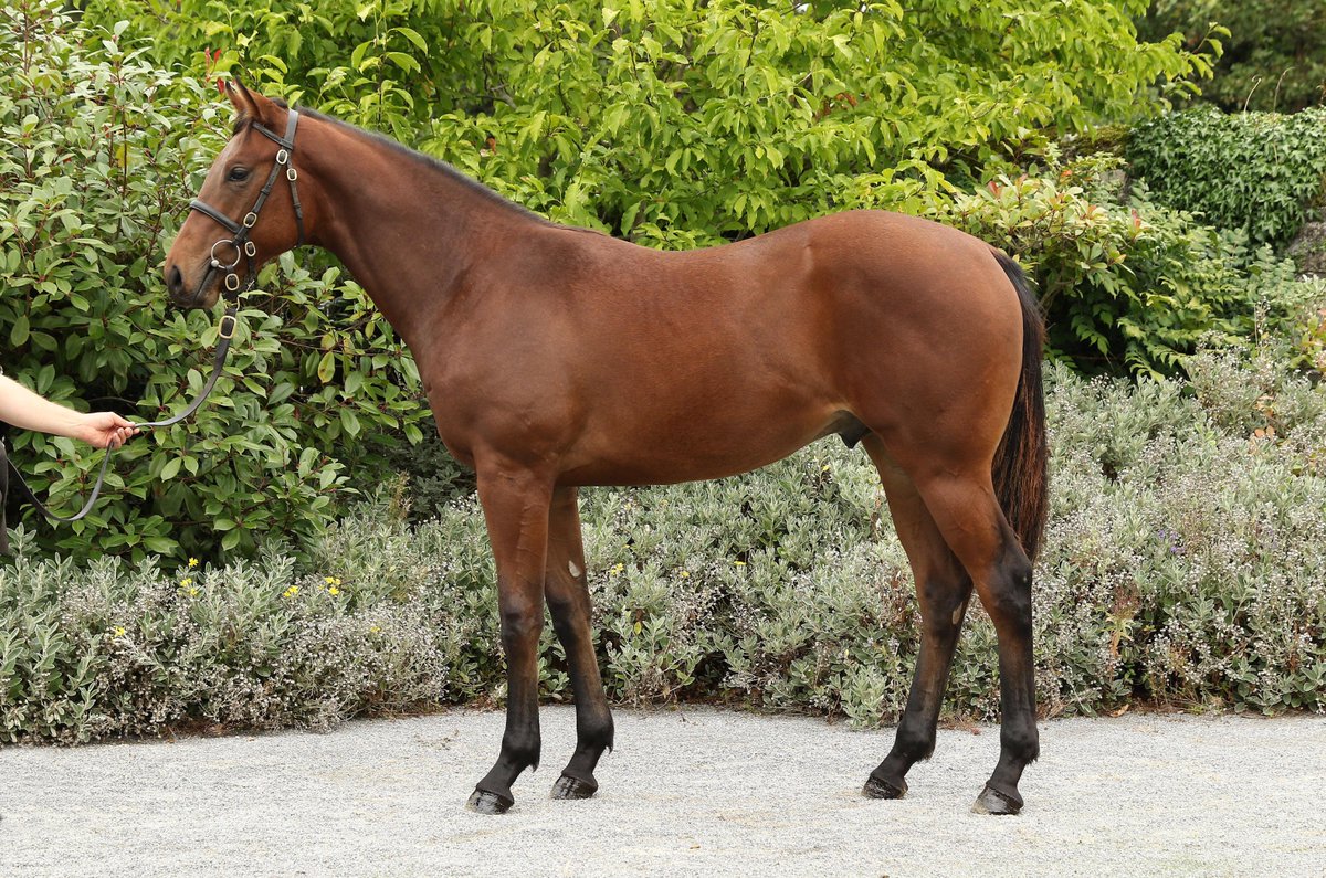 Competitive trade continues at <a href="/Goffs1866/">Goffs</a> Orby Sale as the Hong Kong Jockey Club give €360k for Lot 352 consigned by <a href="/CroomStud/">Croom House Stud</a>. The son of Exceed And Excel is out of a half-sister to Champion stayer Order Of St George (IRE)