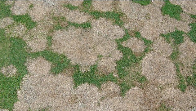 SyngentaTurf's tweet photo. Protect your turf from #snowmold damage like this &amp; earn a Harman® Kardon® Onyx Wireless Speaker with our Contend Winter Solution offer. https://t.co/Gf6cDaPbpH #Time4Contend https://t.co/Ma3yGnVpvy