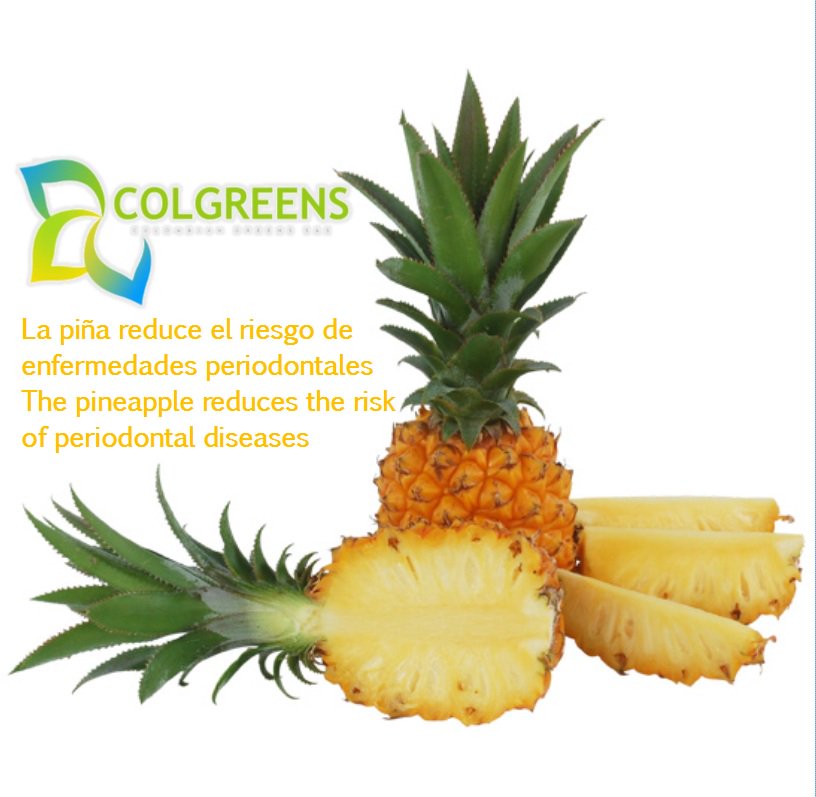COLGREENS's tweet photo. La piña ayuda a prevenir enfermedades/The pineapple helps prevents diseases 
#piña #pineapple #oromiel #golden #previeneenfermedades #preventsdiseases #fruta #fruit #lafrutadelasemana #colgreens #colombiangreenssas #colombia #tolima #nomasgingivitis #nomoregingivitis #exportation https://t.co/ahjyE4gA5C