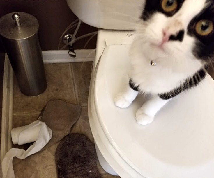 beckbjj's tweet photo. @OliviatheKitteh Gina has decided to work with a new element (in addition to the TP, rug, and tile). She calls this one "TP With (Formerly) Clean Washcloth".π The washcloth was hanging on the towel bar...no clue how she got it. #TPLife #StrayStrong #LeaveACan #LeaveTheCanTakeTheStray https://t.co/OV949l1zf8
