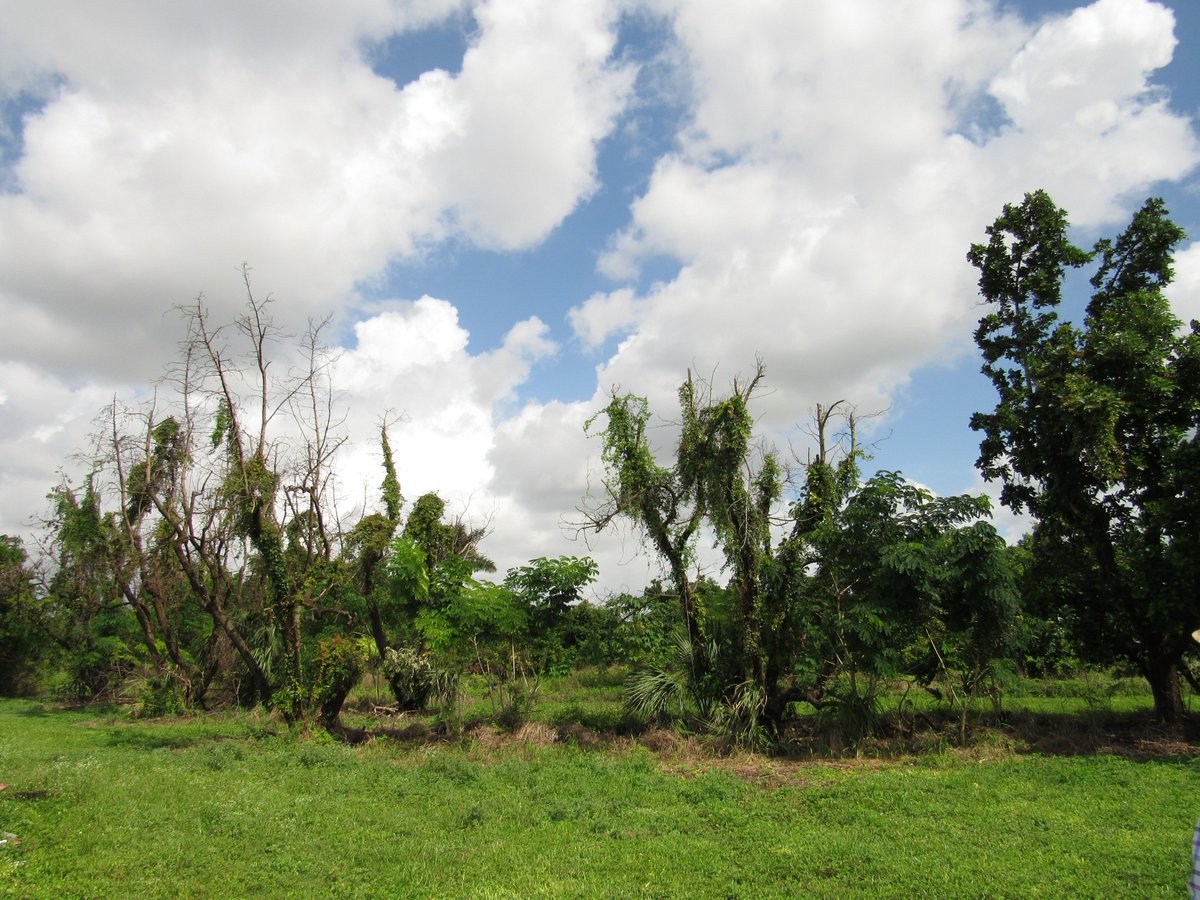 rob_choudhury's tweet photo. Looking around Homestead Florida for #laurelwilt on avocados🥑 with @sflhort, unfortunately plenty to be found. Our @UF_IFAS work focuses on modeling the effects of different management practices on longterm sustainability of groves @Garrett_Lab https://t.co/IKSi1MSUt4