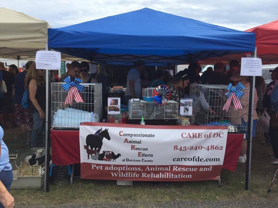 Care Of Dc Animal Shelter North Carolina Kills More Shelter Animals