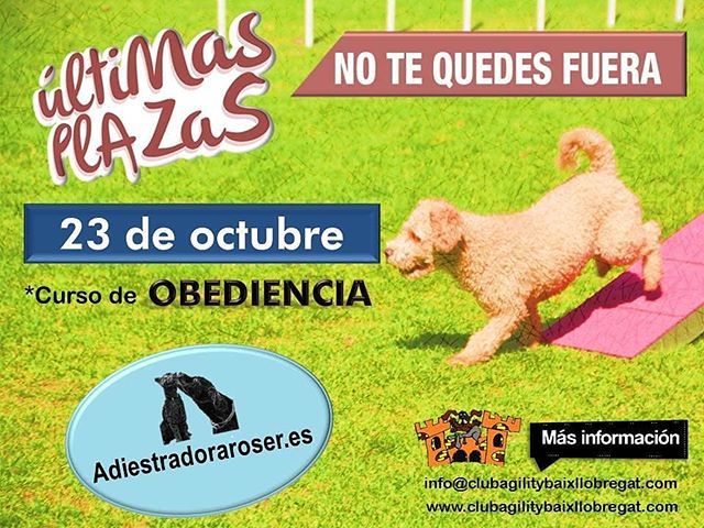 agilitybaix's tweet photo. Aún estás a tiempo! Date prisa y no te quedes sin tu plaza!

Información e inscripciones: info@clubagilitybaixllobregat.com

#venalbaix #últimasplazas #elclubmásmolón #agilitybaixllobregat #notequedessintuplaza #notequedesfuera https://t.co/PWZT3wqBUM https://t.co/toQq3RtJG3
