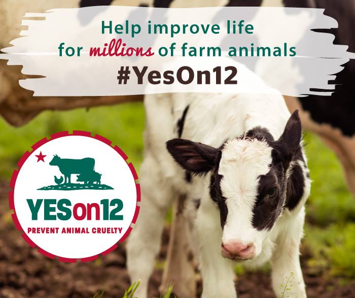 ProtectProp12's tweet photo. Californians: This election be sure to vote #YesOn12 to prevent animal cruelty! https://t.co/iD7FF7F93v