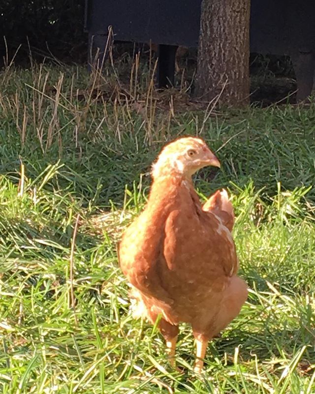 The Pantry At Manor Farm On Twitter One Of Our Young Egg Laying