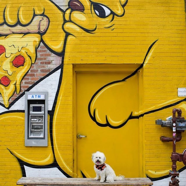 Every pizza is a personal pizza if you just try hard & believe in yourself 🤗🍕 #whereswatsonwednesday
.
.
.
.
.
#woofandwalls #acolorstory #adobelightroom #wallswallswalls #mural #thecolorwallproject #fluffydog #walltraveled #dapperdog #dailybarker #c… ift.tt/2yawvmd