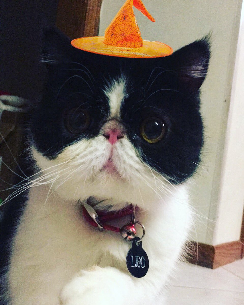 FlyByePlus's tweet image. Happy Spooky Season! With all the fun, games, laughs and scares that October brings, make sure to keep your animals looking their best for Halloween with our all natural products! Have a spooktacular day!🎃👻