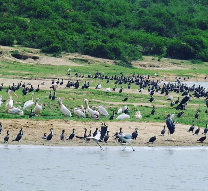 CocelTours's tweet photo. In a day u could spot more than 100 bird species in Uganda 🇺🇬 and for that reason Uganda has become a  birders destination across Africa.
#Cocel #birdman #birdparadise #comorant #storks #waterlife   #photographer #rivernile #Coceltours #Visituganda 
Discover the untold wonders https://t.co/ko9RLXVyIA