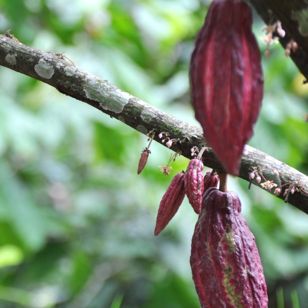 La pianta di cacao produce a ciclo continuo ma i raccolti principali sono due: prima e dopo la stagione delle piogge. Da questi, ogni anno si ottengono circa 40.000 t di cacao ma solo il 10% è cacao aromatico. Domori utilizza esclusivamente questo per produrre il suo cioccolato.