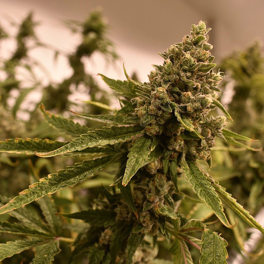 ArizonaMuv's tweet image. #StrainoftheDay #Bhodiseeds #MuVProducts Ancient OG 😛 Happy Humpday from MüV! 🐫