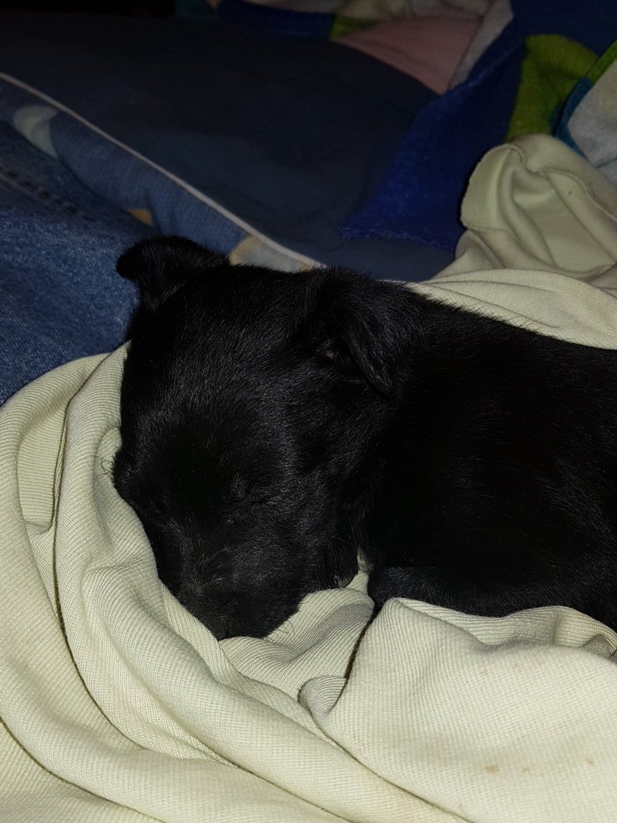 MiIittaC's tweet photo. a y u d a
mi viejo se encontro esta perrita en la costanera de patagones, yo no me la puedo quedar asi que si saben de alguien que quiera una perrita avisenme o al menos ayudenme compartiendo!! es super tranquila<3 https://t.co/p60phYGFzb