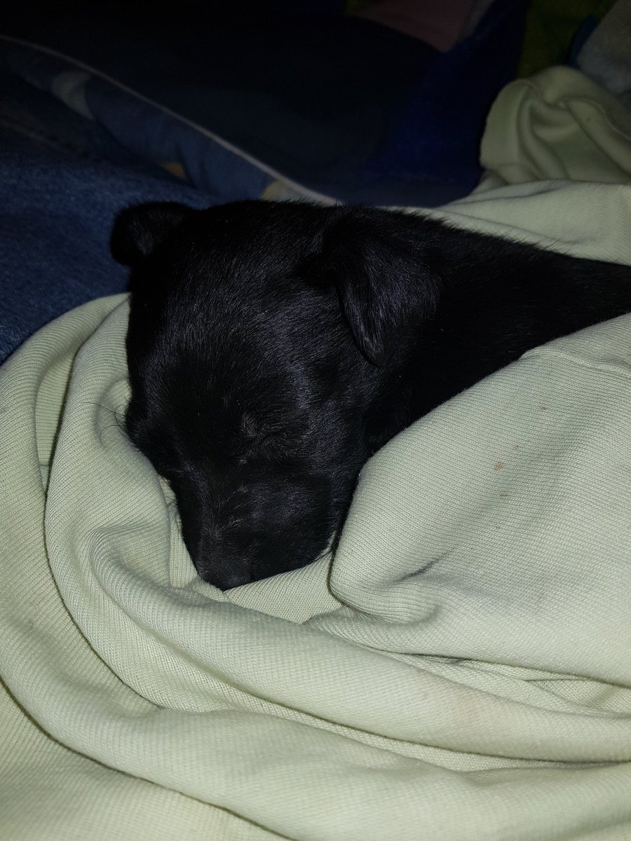 MiIittaC's tweet photo. a y u d a
mi viejo se encontro esta perrita en la costanera de patagones, yo no me la puedo quedar asi que si saben de alguien que quiera una perrita avisenme o al menos ayudenme compartiendo!! es super tranquila<3 https://t.co/p60phYGFzb