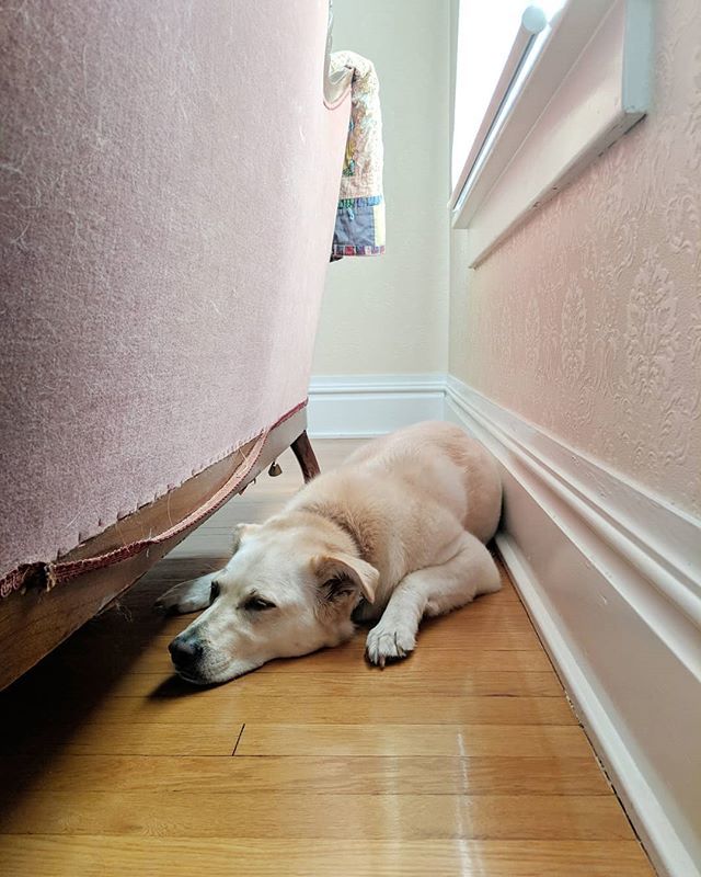 I. Feel. You. 🐕🤦 #wednesdayvibes
•
•
•
#humpday #saharacrossley#livekc #dogsofkc #dogsofinstagram #dogs #dog #instadog #dogsofinstagrams #puppylove #dogsofinstagram101 #dogsofinstagramworld #dogstagram #dogoftheday #dogsofig #dogsofinsta ift.tt/2RoHXTX