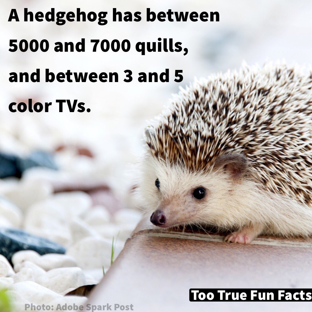 Too True Fun Facts on Twitter: Too True Fun Facts on Twitter: