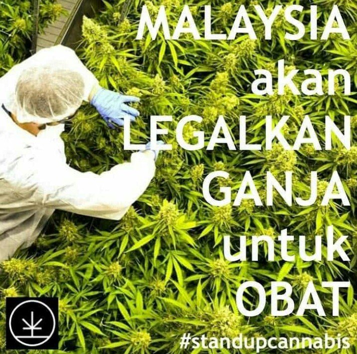 Bisa juga Indonesia begini? #standupcannabis #legalisasiganja #LGN #legalkanganjaIndonesia