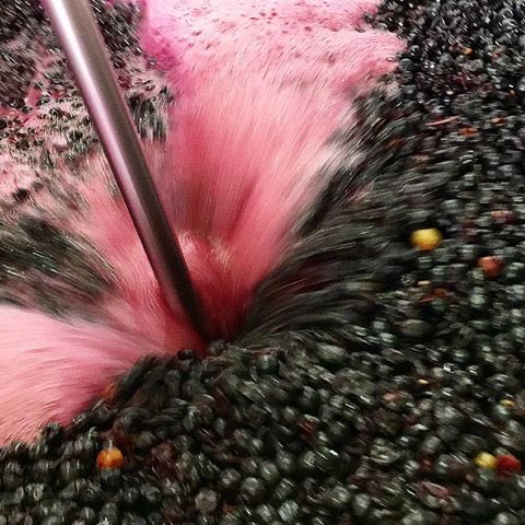 LagierMeredith's tweet photo. Syrah punchdown. Those 3 Viognier berries are excited to join in. #cofermentation #syrah #viognier #punchdown #napaharvest https://t.co/njJpk9njVF