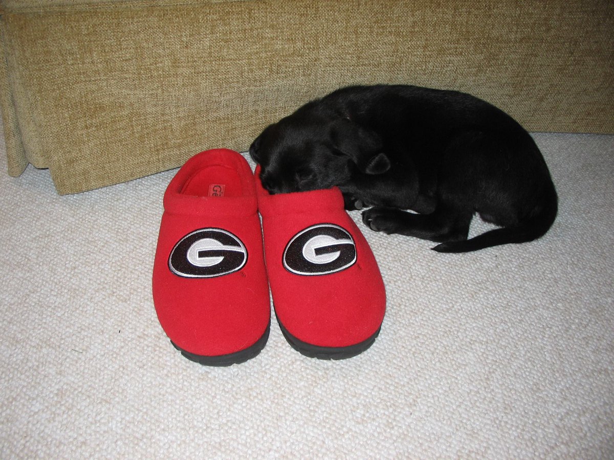 bryanbanks72's tweet photo. Can't believe it's been a year since this pup crossed the rainbow bridge. Lots of great memories. #RIPMunson #DGD https://t.co/NeIqI5Ghio