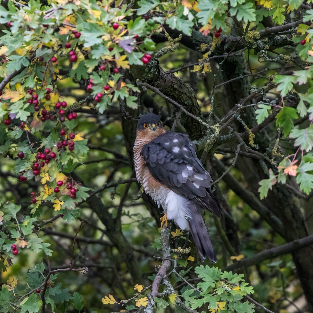 RT @martinroper5462: Sparrowhawk at @RSPB_OldMoor @Natures_Voice @Barnsleybsg @wildlife_uk