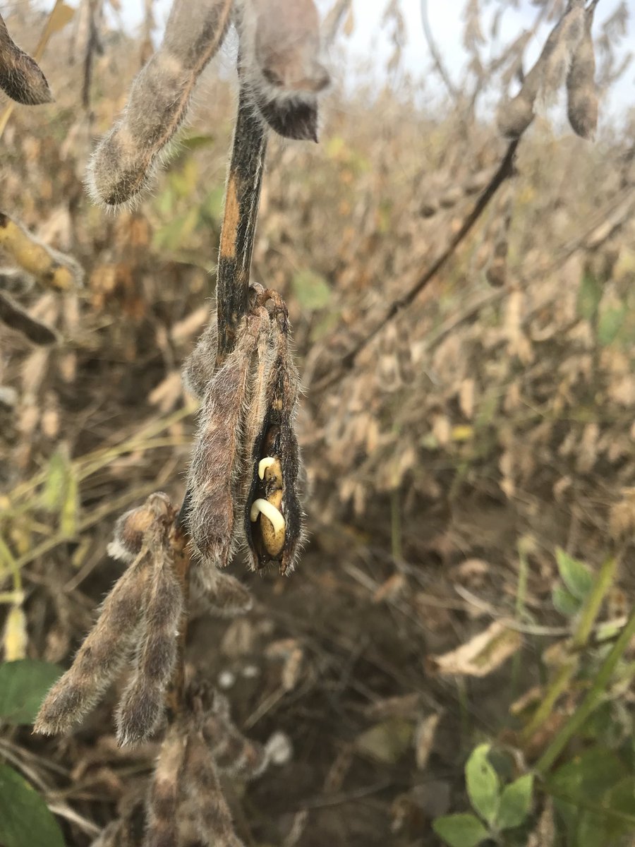 dfdymond's tweet photo. Beans sprouting in the pod? Never seen that before. https://t.co/afR23t7lxA