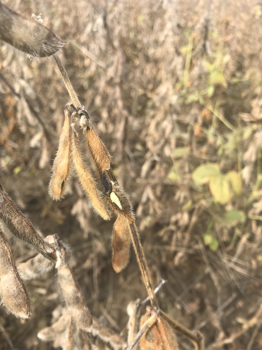 dfdymond's tweet photo. Beans sprouting in the pod? Never seen that before. https://t.co/afR23t7lxA