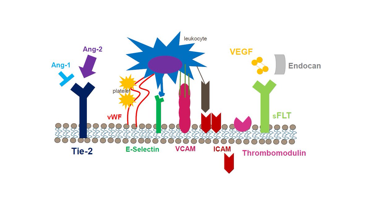 CHOP_CCMFellows's tweet photo. Using a custom multiplex assay, @JaneWhitneyMD investigated the role of several endothelial #biomarkers in the pathophysiology of ARDS among #PedsICU patients with sepsis. #Ang1 #Ang2 #Tie2 #VEGF #sFLT #vWF #Eselectin #ICAM #VCAM #thrombomodulin #endocan #CRP #IL6 #IL8 https://t.co/o2NLnXaWVQ
