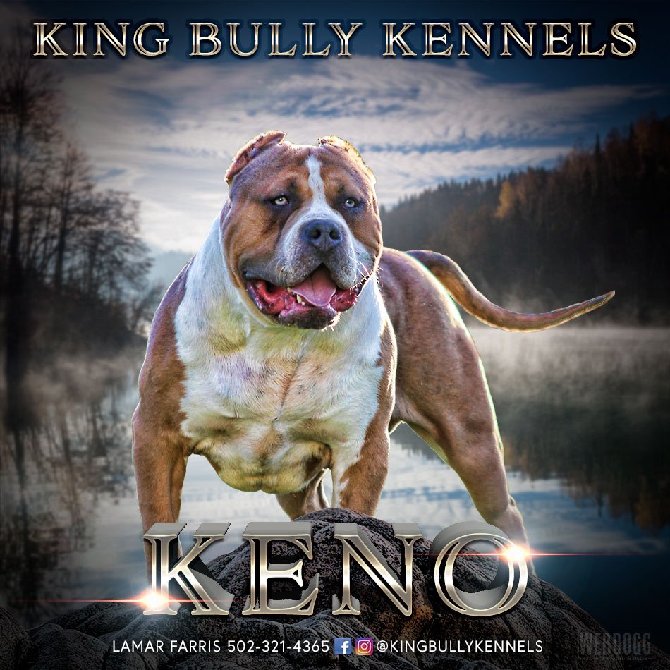 bully breed kennels