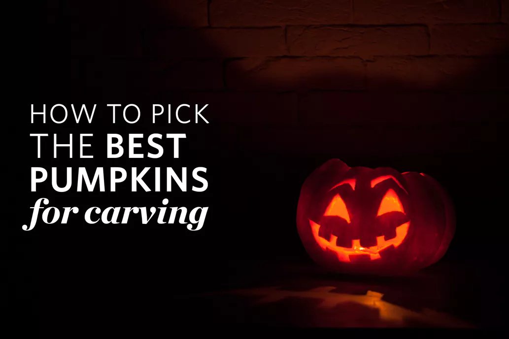 RellekeFarmsIL's tweet photo. Already imagining what you're going to carve your pumpkin into? Check out these tips for picking out the perfect one in the patch! https://t.co/cFphMffqx8 https://t.co/MarT4Wv57X