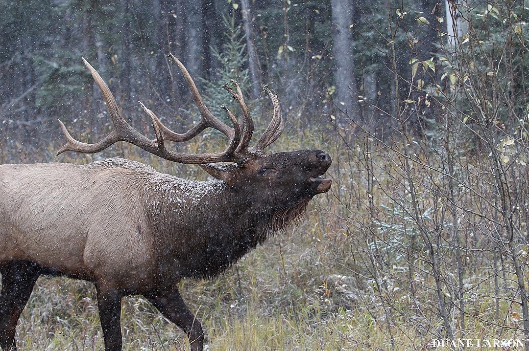 Saskatchewan's tweet photo. Someone's excited for the snow ❄️ This big Waskesiu elk tries to catch snowflakes in his mouth. #ExploreSask #ExploreCanada (IG 📷 duane_larson) https://t.co/lMYtDThG66