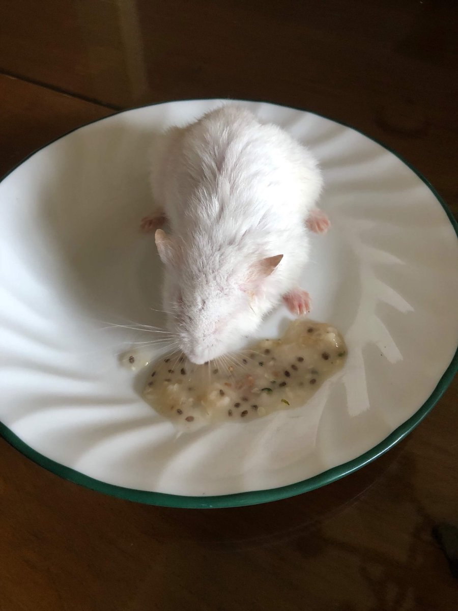 _chrvstian's tweet image. If your mom doesn’t eat breakfast with your hamster, if she really your mom? 😂😂😂