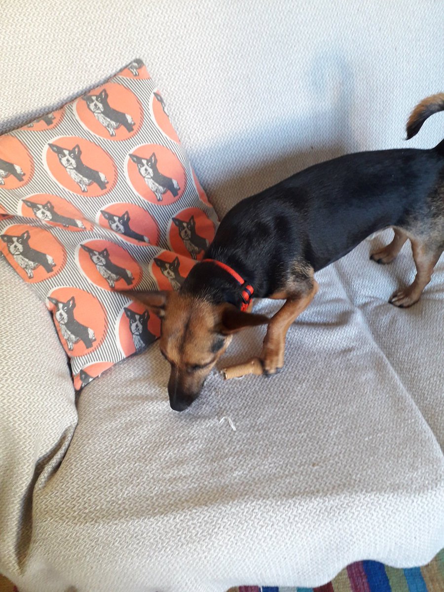 MrRufus4's tweet photo. Caught in the act !!
#sofasnack #dogs #DogsofTwitter @dogcelebration #bendypawbrigade @ALFIE71753737 https://t.co/gHJpSAFSek