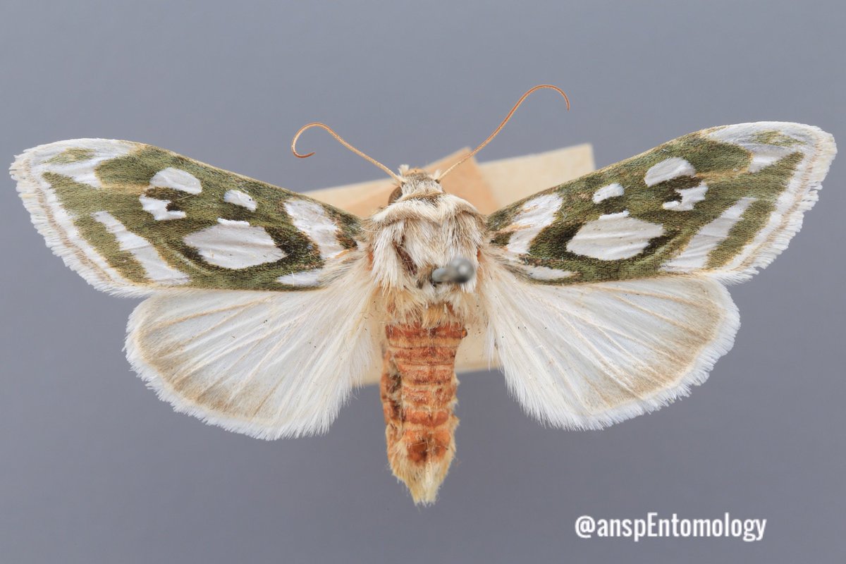 ANSPEntomology's tweet photo. The Green Silver-Spangled Shark (Cucullia argentata), a stunning noctuidae moth found in Europe.

#insectcollection #researchCollection #science #lepidoptera #nature #todayonthetable @EntCollNtwrk https://t.co/z721F4nkdt