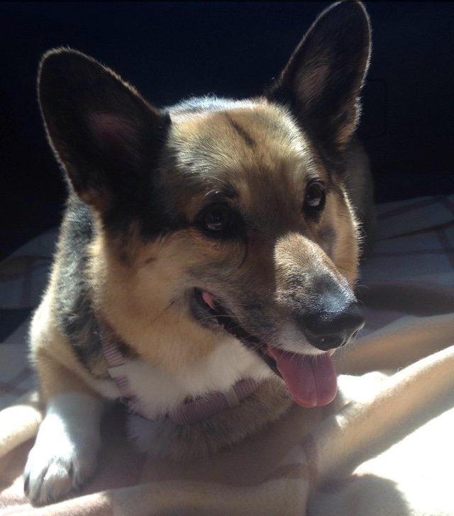 Admission_HU's tweet photo. Happy #WallyWednesday from our admissions corgi! https://t.co/HgEhMuRAOi