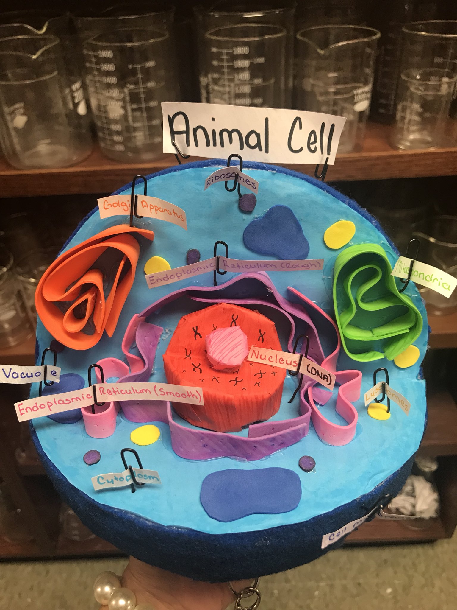 3d animal cell models with labels