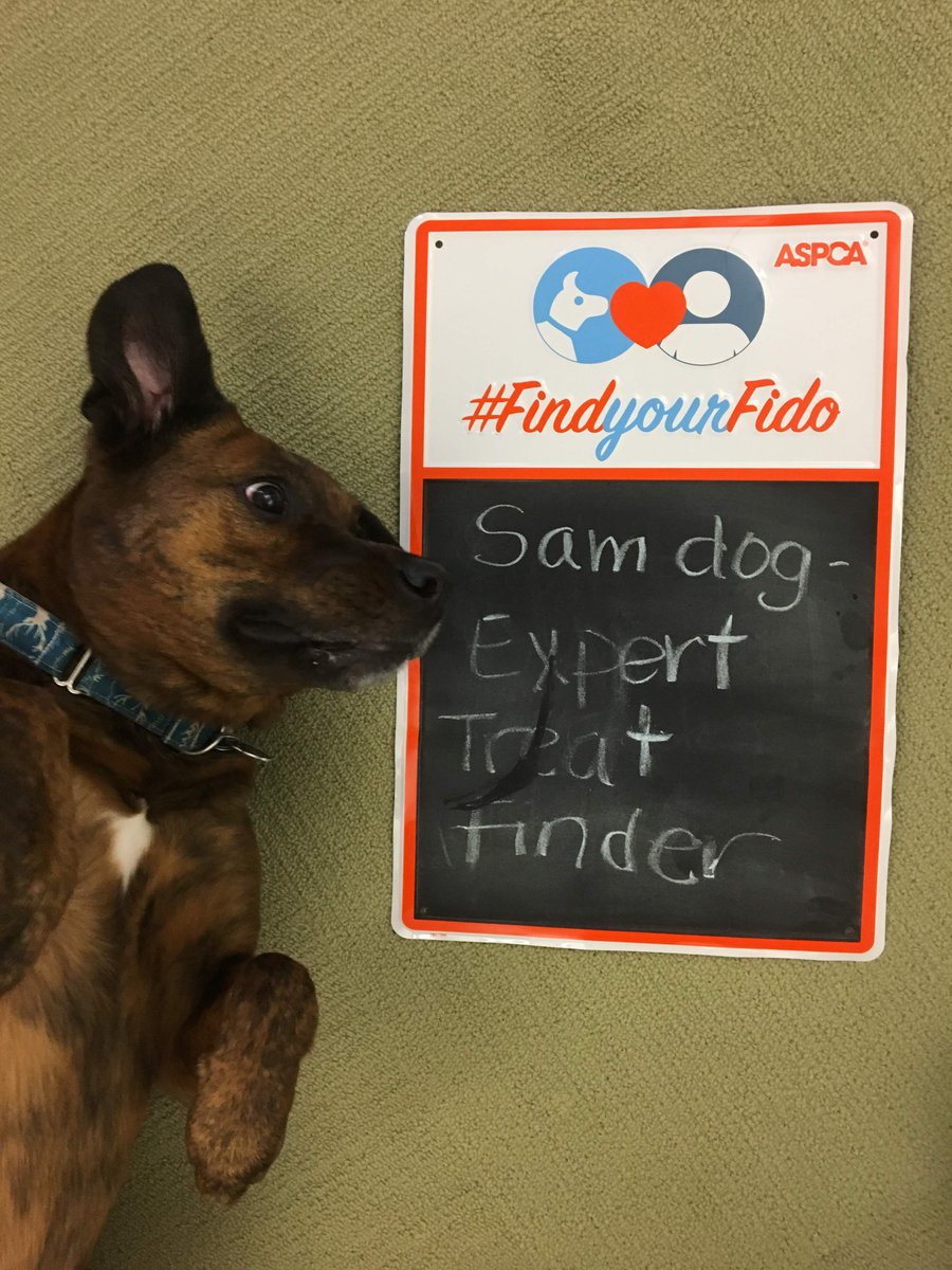 ghhorsfield's tweet photo. October is Adopt a Shelter Dog Month! Go to your local shelter and #findyourfido like how I found my Sam! #aspcalife https://t.co/ybyGEfnr6F