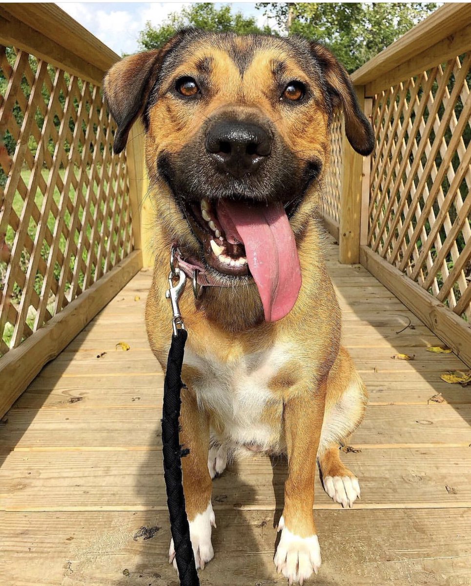 ToledoHumane's tweet photo. OH..MANDY 🐶❤️ 1 yr. old #Adopt https://t.co/GjXGkuqWxV
