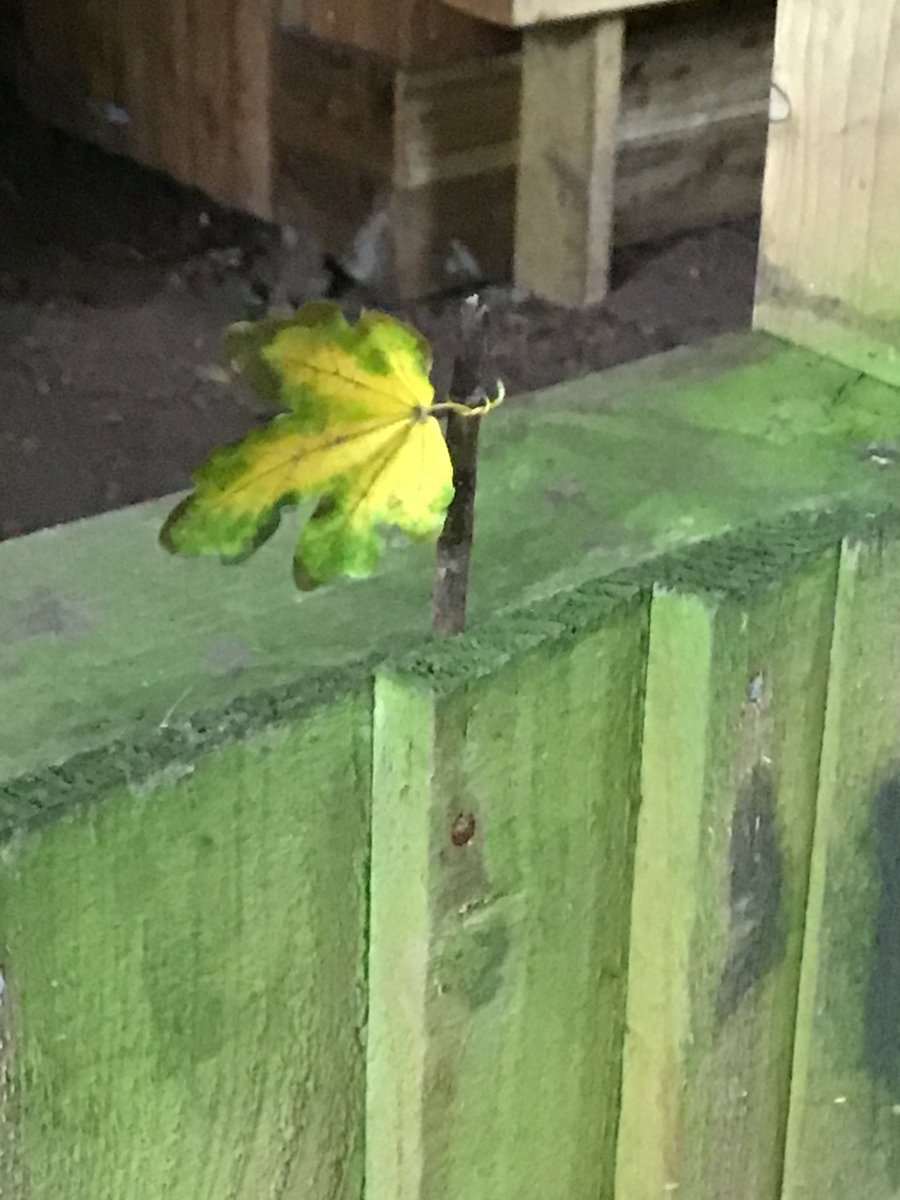 CooksterDebbie's tweet photo. Lots of construction going on today down the forest @RowParkAcademy #bonfire #dens #forestflag https://t.co/bqy6cyJT0Q