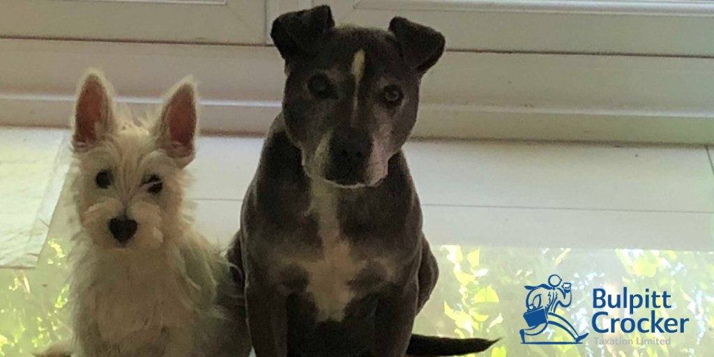 BulpittCrocker's tweet photo. We're scratching our heads in the office with the following question: when does a guard dog become tax deductible? This is proving to be a very popular discussion here, but one thing is for certain, we all agree that Mike and Claire’s dogs simply don’t qualify! #WorkDogs https://t.co/FEoAbs8cdt