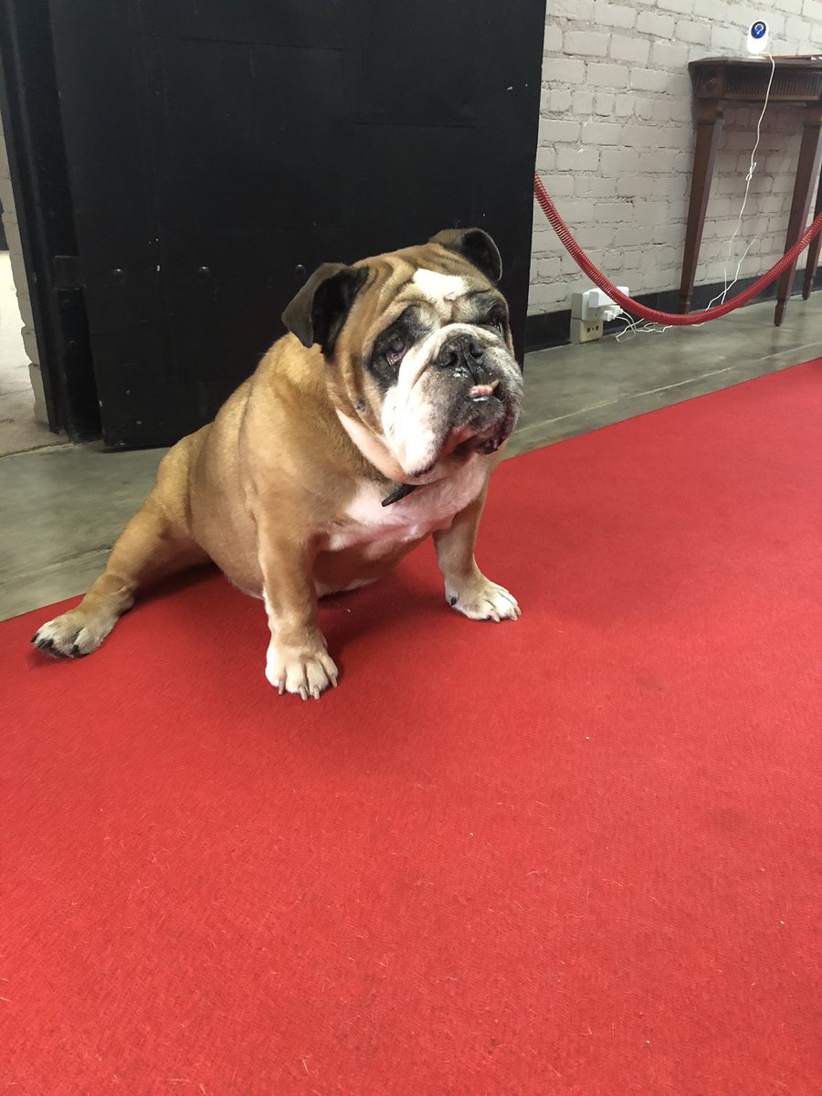 Bruno the Notts County Fan tweet media